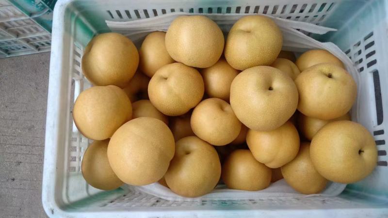 山东冠县丰水梨脆甜多汁耐运输，六两起步，七两起步，八两起