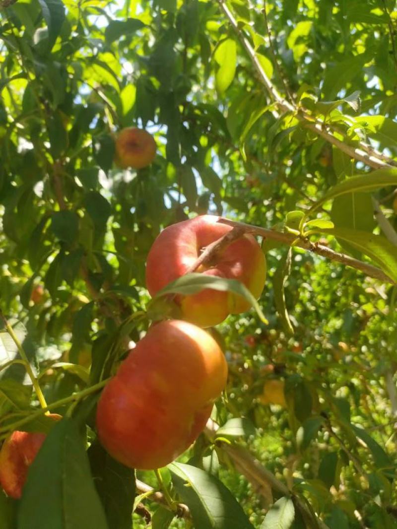 油潘桃