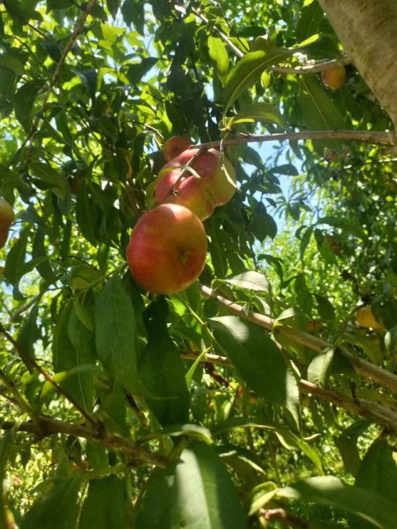 油潘桃