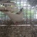 白玉王，银王肉鸽