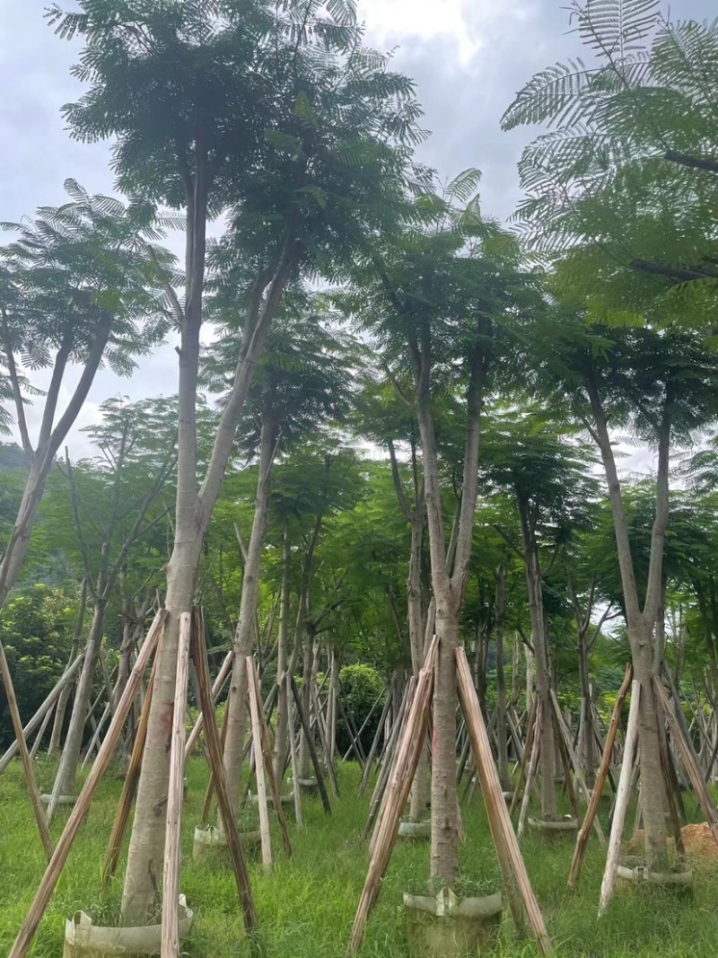 凤凰木