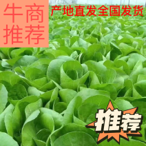 山东精品小白菜，货源充足，量大从优，全国发货，欢迎咨询