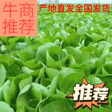 山东精品小白菜，货源充足，量大从优，全国发货，欢迎咨询