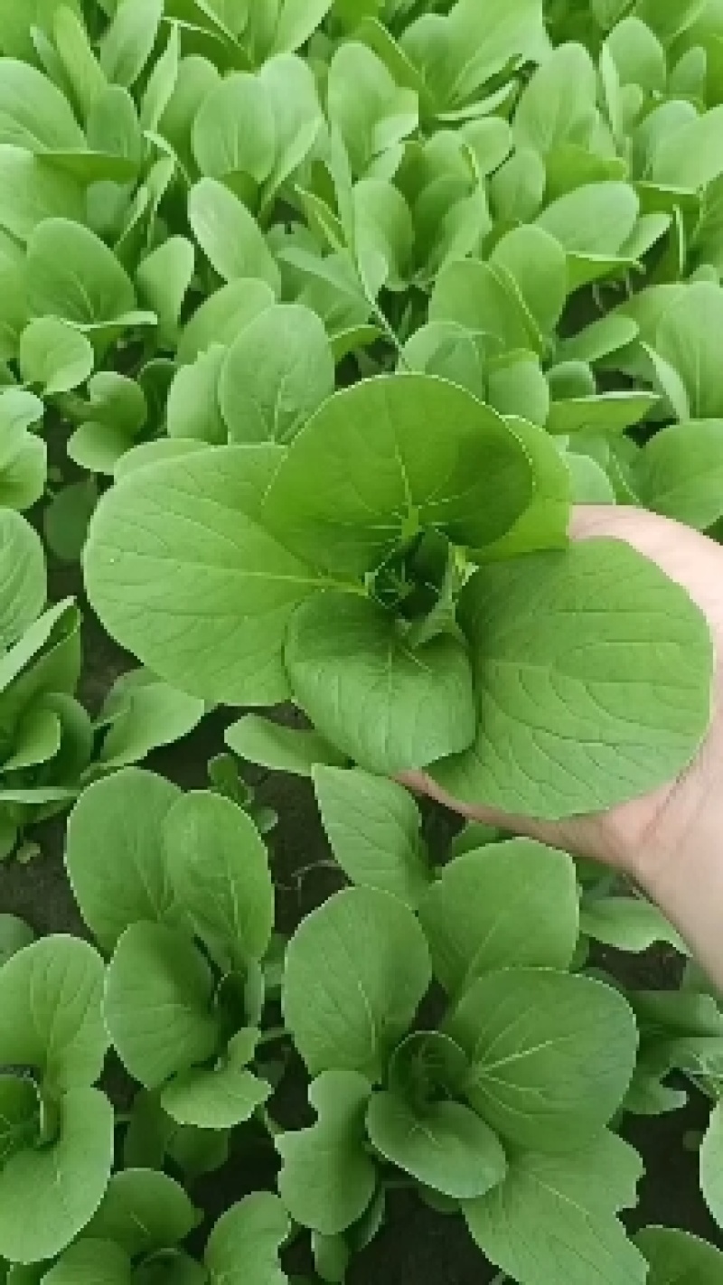 常年供应精品上海青小油，保证质量，欢迎新老顾客进店选购。