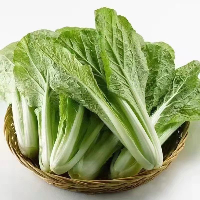 山东精品小白菜，货源充足，量大从优，全国发货，欢迎咨询