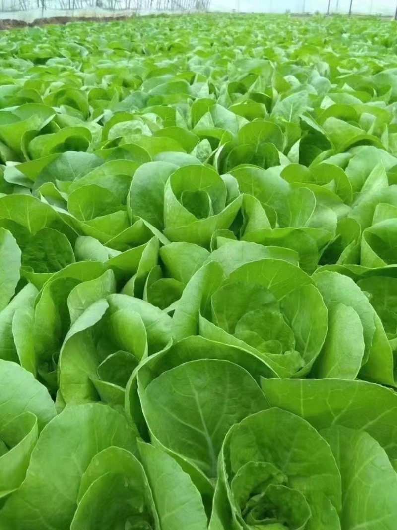 山东精品小白菜，货源充足，量大从优，全国发货，欢迎咨询
