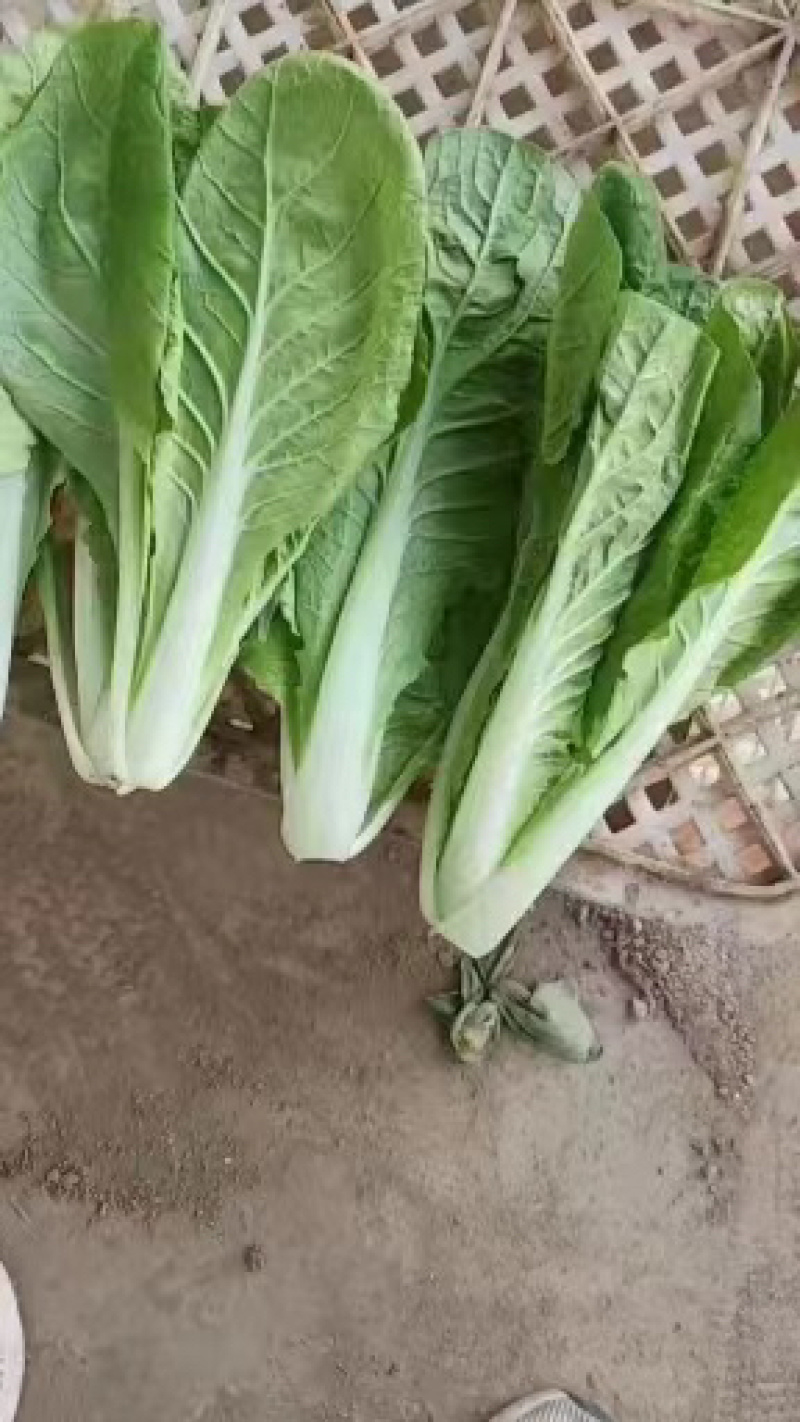 山东精品小白菜，货源充足，量大从优，全国发货，欢迎咨询