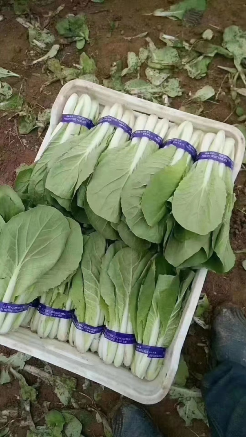 山东精品小白菜，货源充足，量大从优，全国发货，欢迎咨询