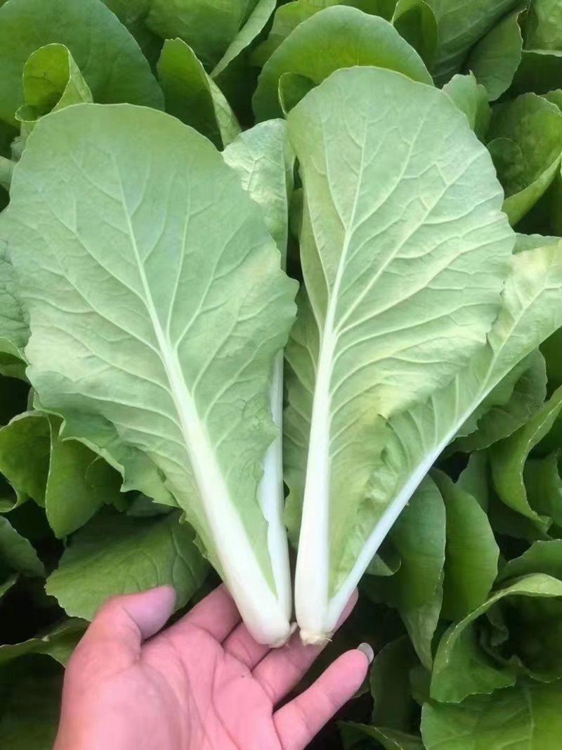 山东精品小白菜，货源充足，量大从优，全国发货，欢迎咨询