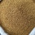 香菜籽香料大全食用调味料散装调料批发产地货源