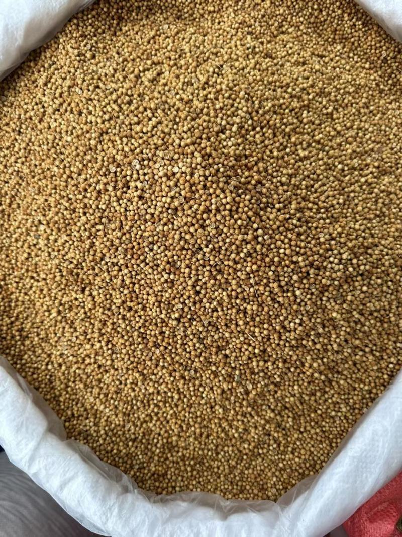 香菜籽香料大全食用调味料散装调料批发产地货源