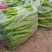 【量大优惠】内蒙园椒，尖椒大量上市品质保障对接全国