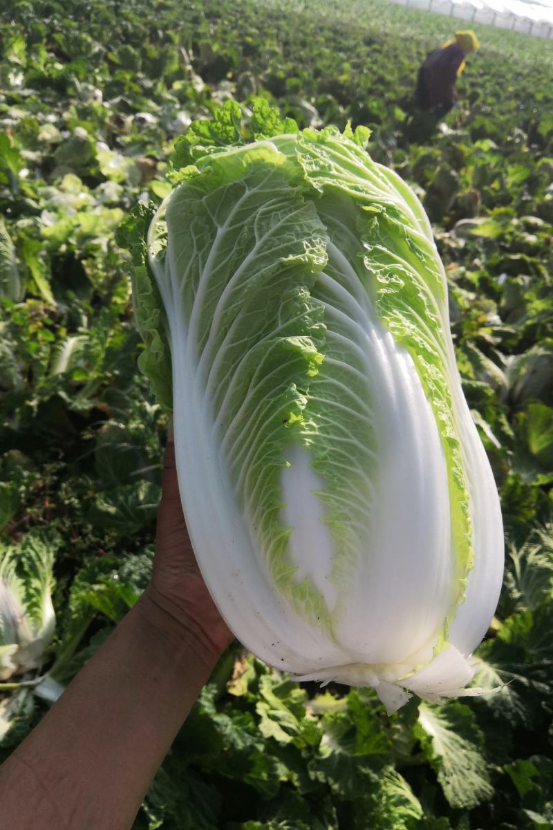 北京新三号义和秋玲珑黄黄心白菜夏阳白菜山东白菜张北白菜