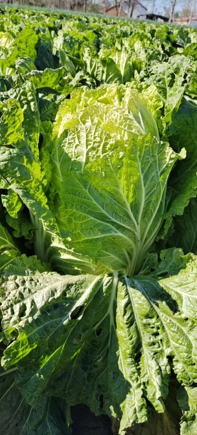 北京新三号义和秋玲珑黄黄心白菜夏阳白菜山东白菜张北白菜