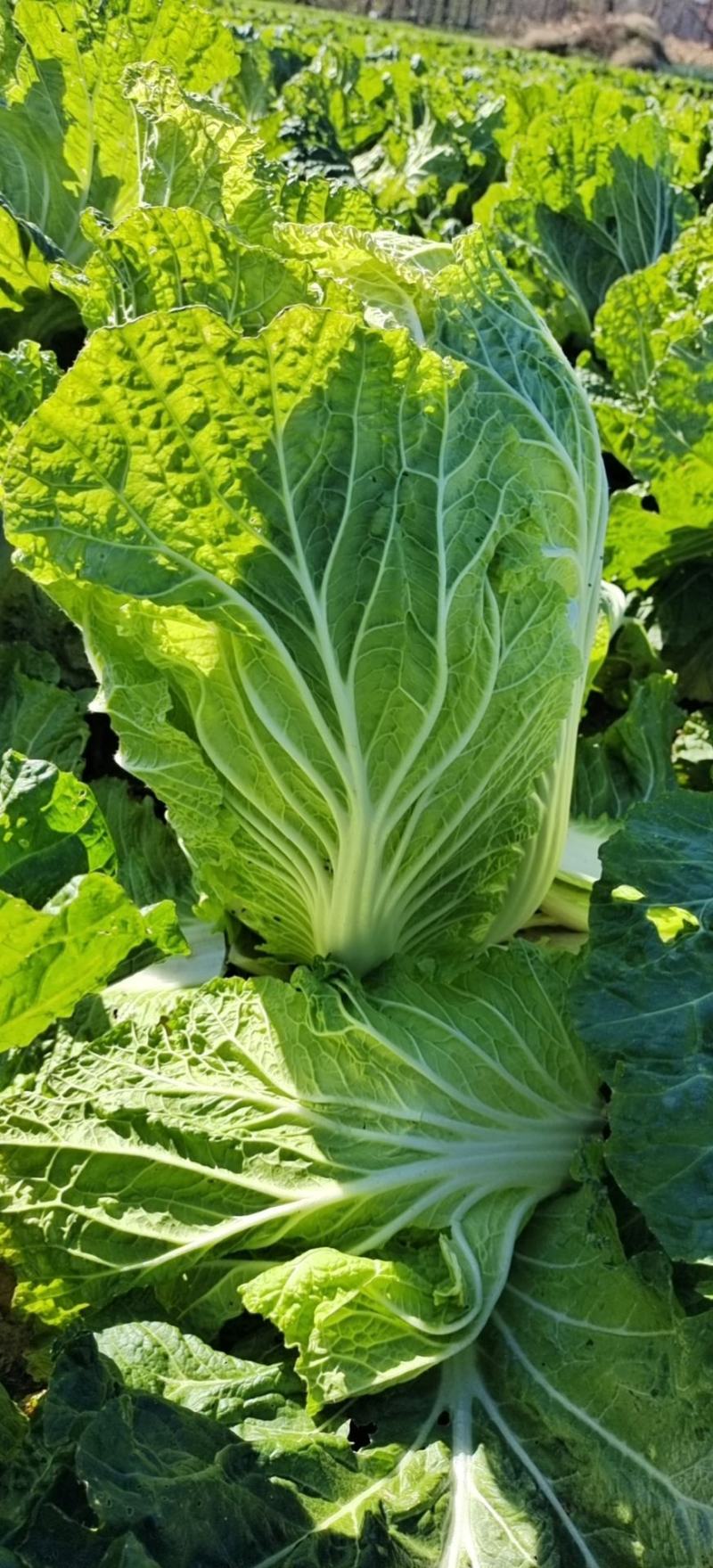北京新三号义和秋玲珑黄黄心白菜夏阳白菜山东白菜张北白菜