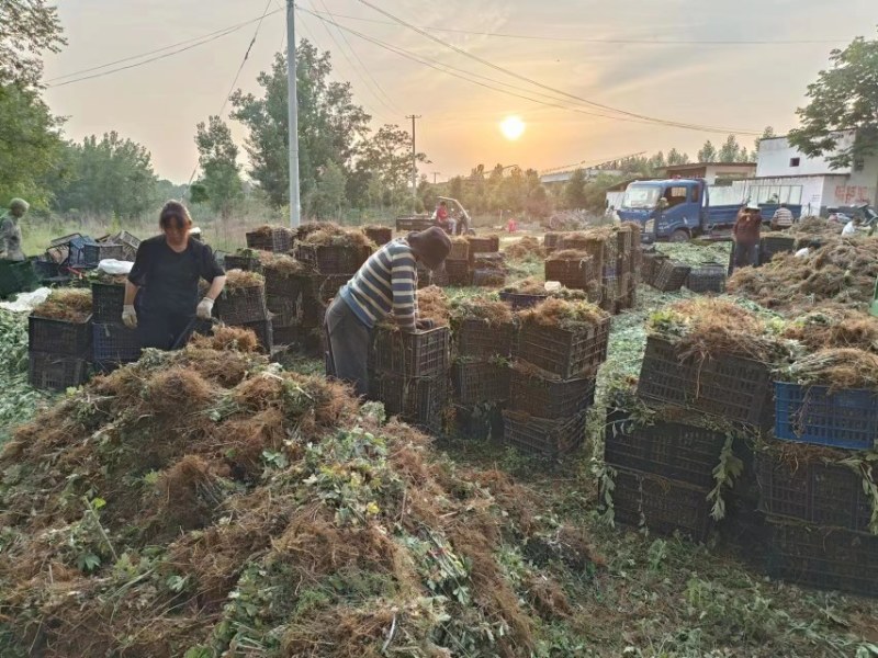 河南南阳艾草苗艾根艾叶大量供应成活率高包回收欢迎