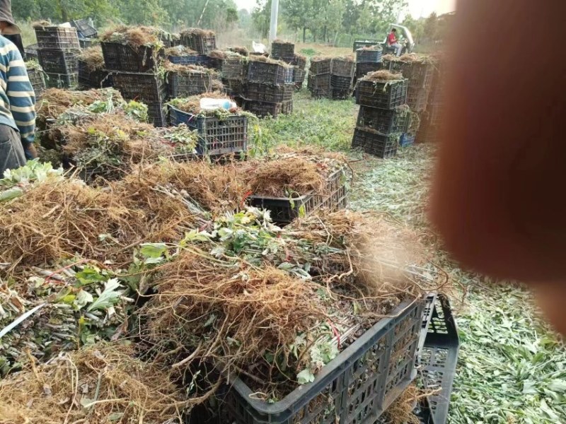 河南南阳艾草苗艾根艾叶大量供应成活率高包回收欢迎