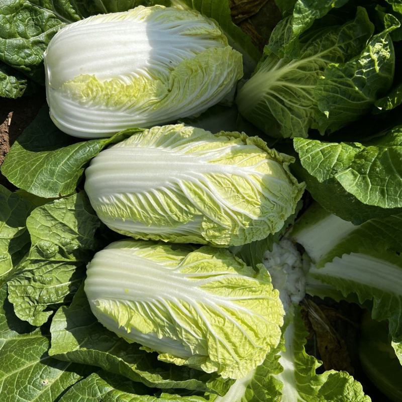 北京新三号义和秋玲珑黄黄心白菜夏阳白菜山东白菜张北白菜