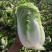 北京新三号义和秋玲珑黄黄心白菜夏阳白菜山东白菜张北白菜