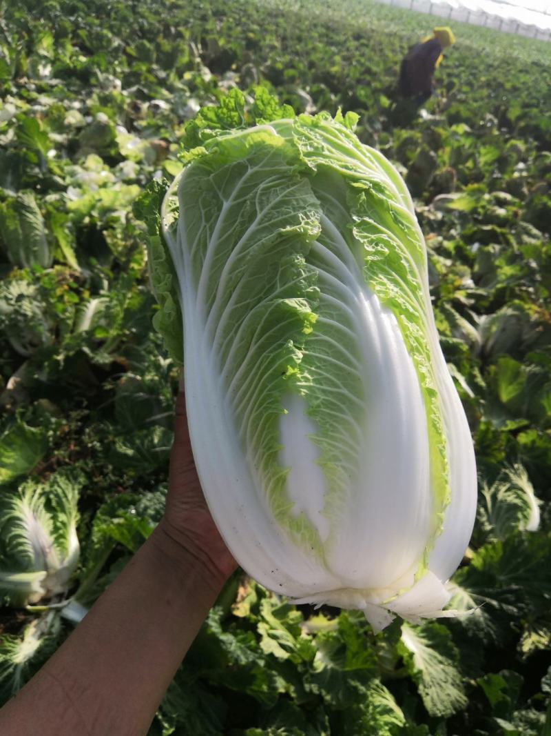 北京新三号义和秋玲珑黄黄心白菜夏阳白菜山东白菜张北白菜
