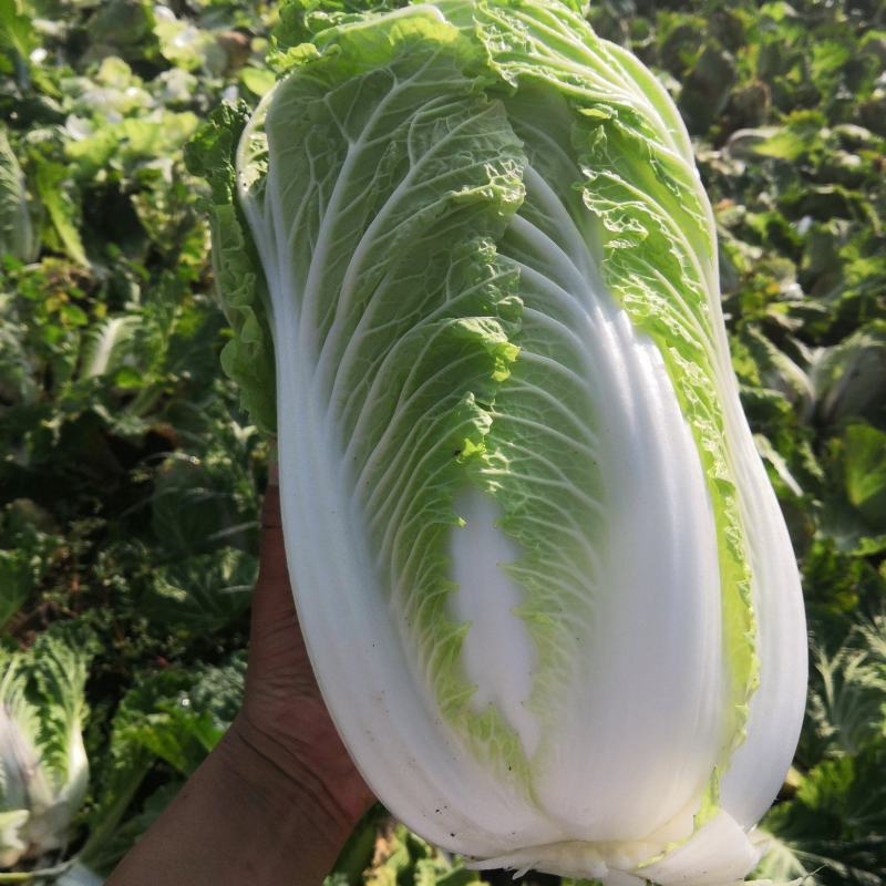 北京新三号义和秋玲珑黄黄心白菜夏阳白菜山东白菜张北白菜