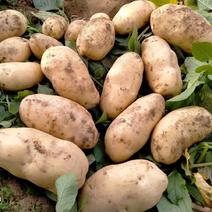 甘肃土豆，大量供应，产地一手货源，品质保证，欢迎选购