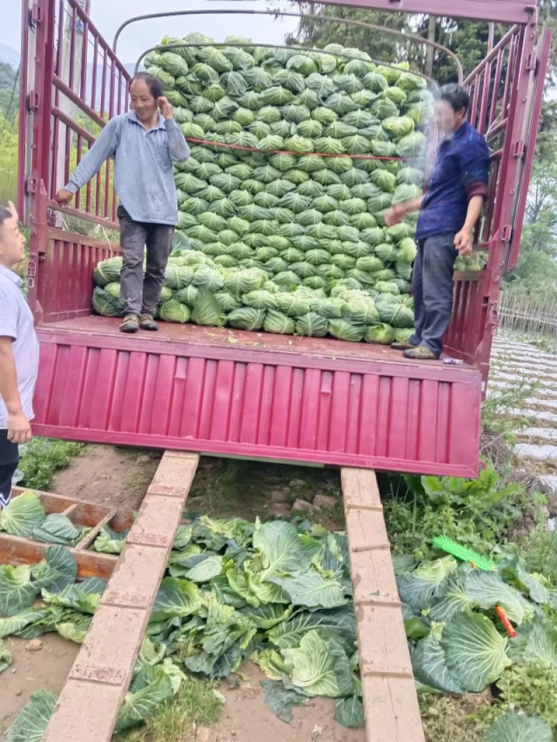 基地精品莲花白扁包菜，货源充足产地一手货源，质量保证