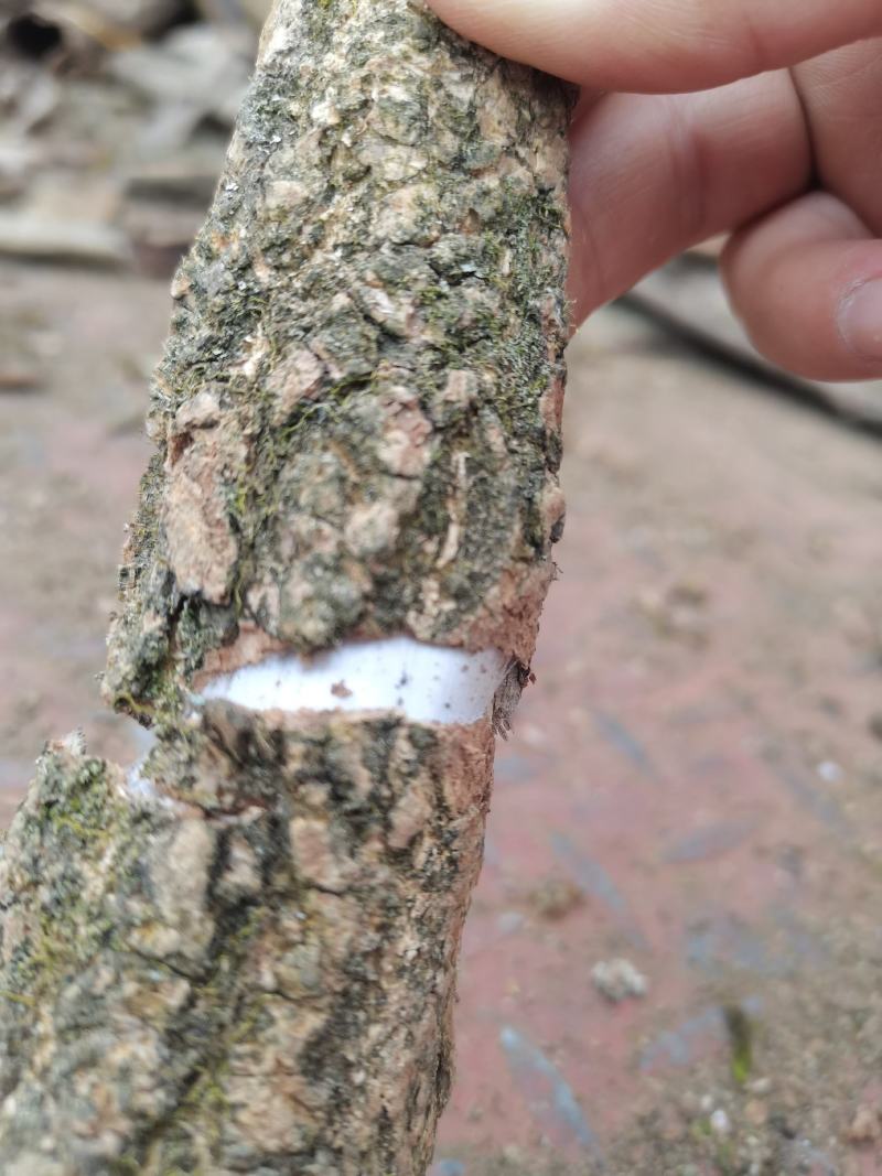 杜仲皮拉丝好贵州杜仲干皮产地货源大货供应