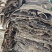 杜仲皮拉丝好贵州杜仲干皮产地货源大货供应