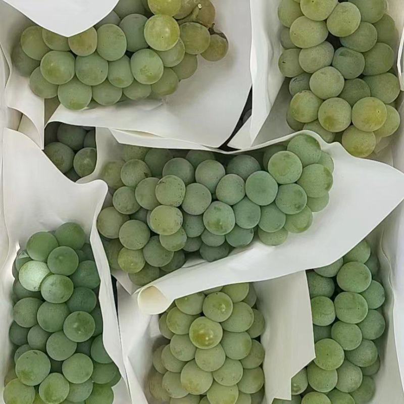 云南高原水晶葡萄口感香甜大量上市中欢迎采购