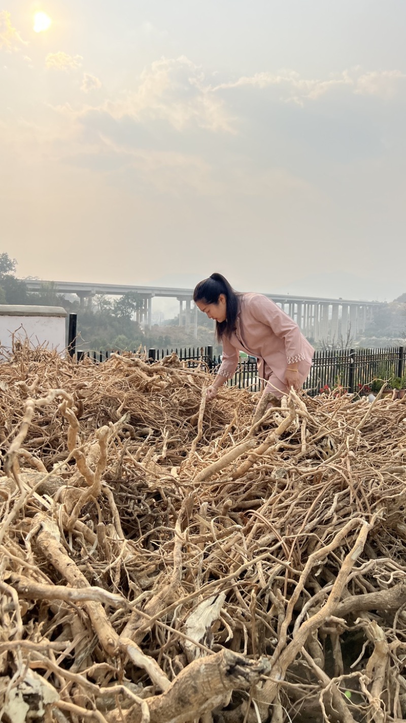 黄花倒水莲