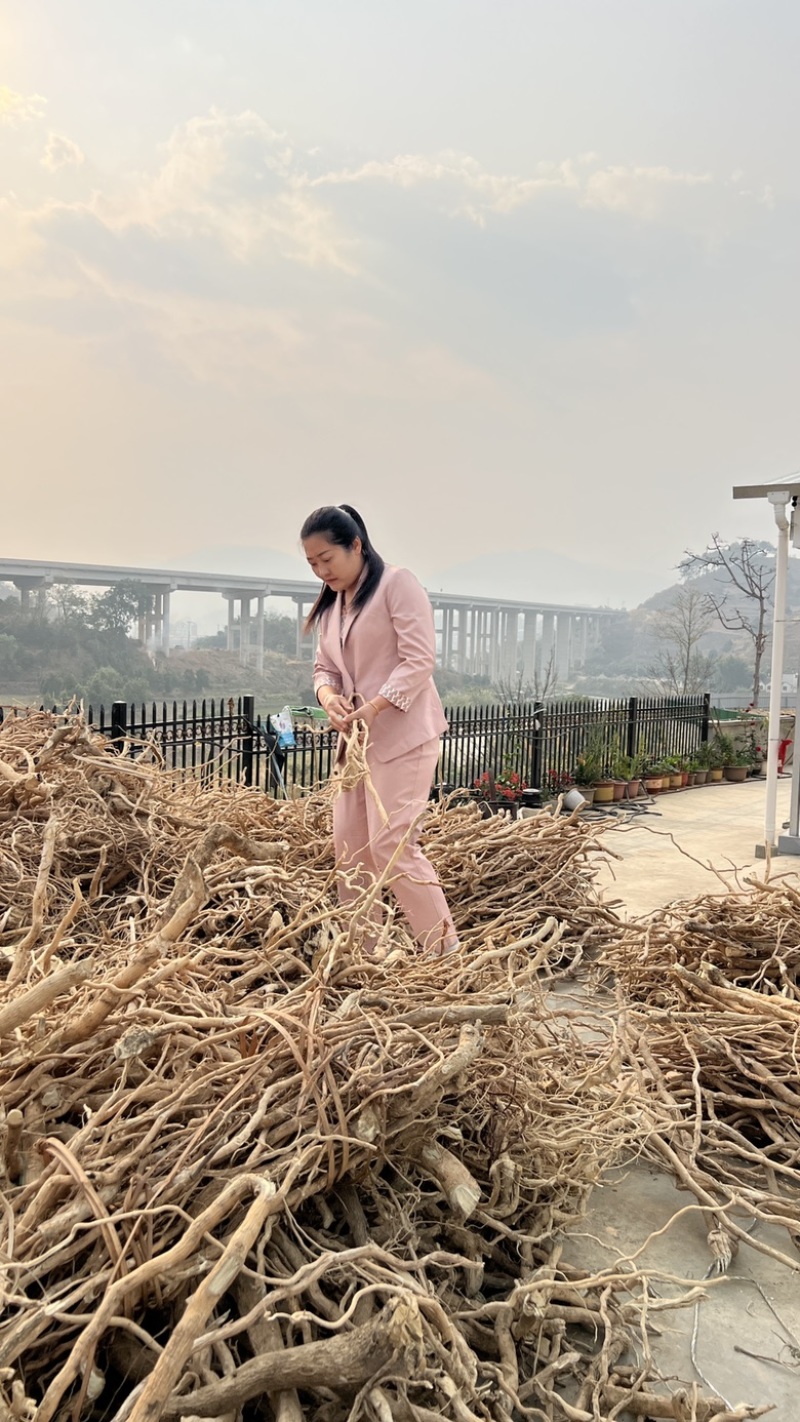 黄花倒水莲