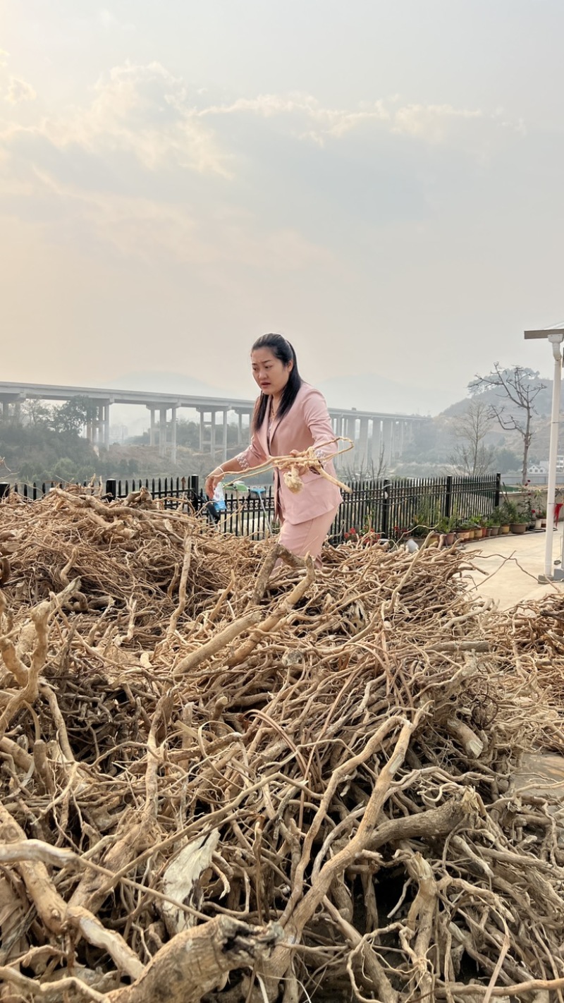 黄花倒水莲