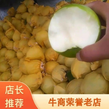 砀山苏翠一号梨，大量上市，口感好含糖量高，欢迎老板合作