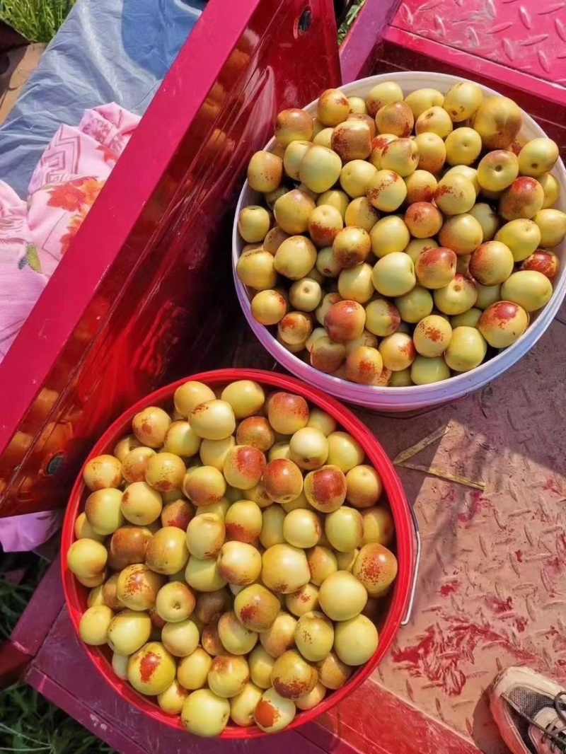大荔冬枣，产业链一条龙服务，支持一件代发对接各种产业