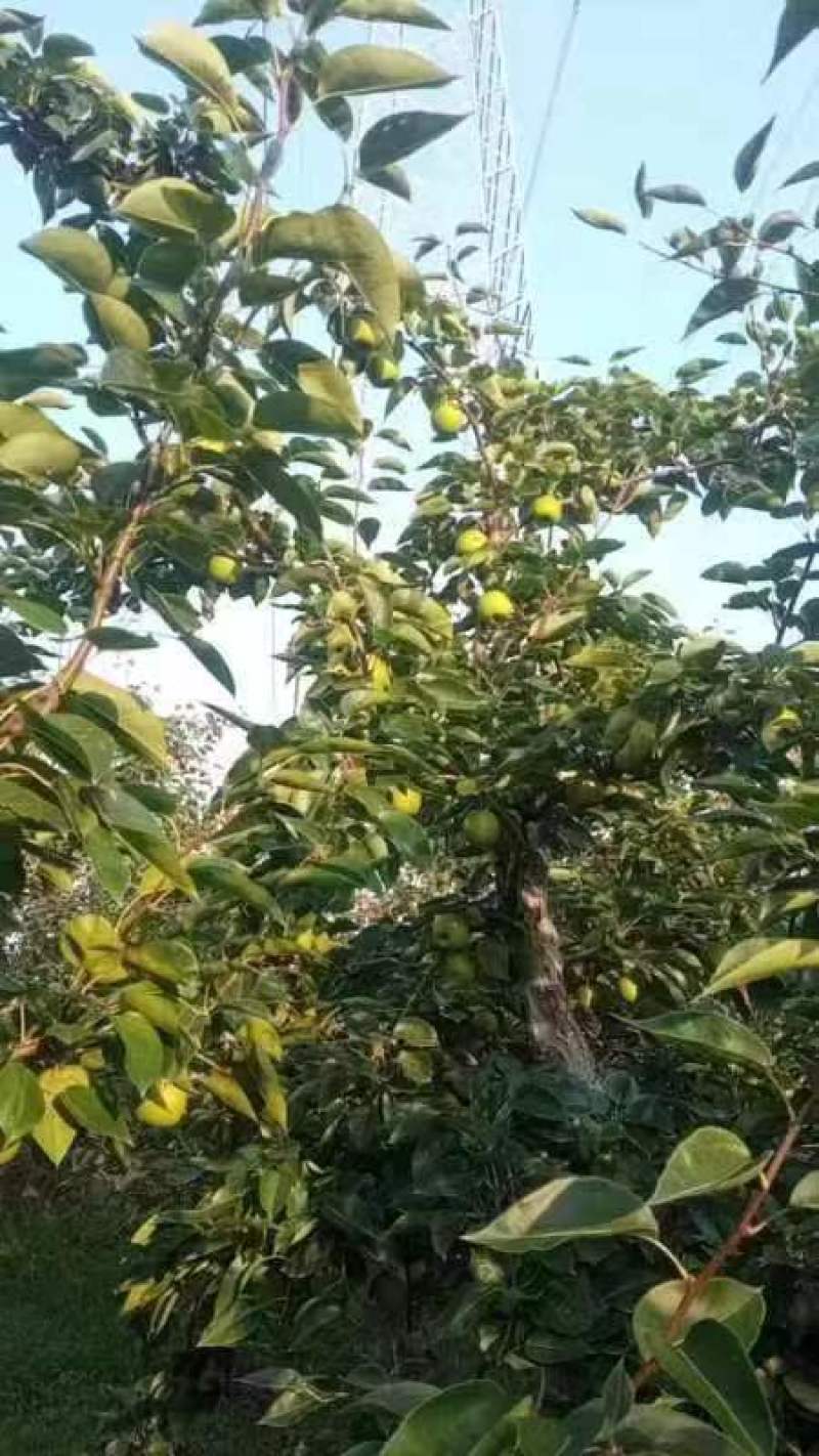 酥脆一号梨，，翠冠。货源充足，产地直发保甜