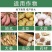 氯化胆碱膨大素增产地下块茎作物膨大剂调节剂