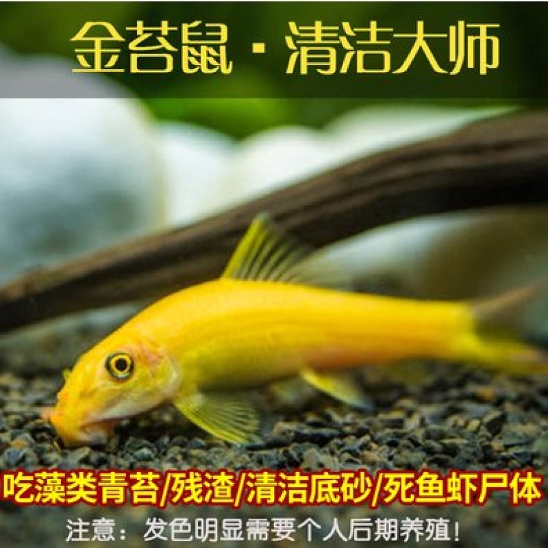 清苔鼠金苔鼠鱼热带观赏鱼清道夫鼠鱼鱼缸除藻鱼清洁鱼活体工