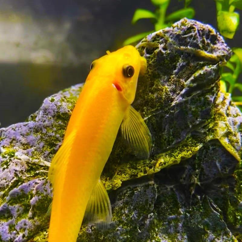 清苔鼠金苔鼠鱼热带观赏鱼清道夫鼠鱼鱼缸除藻鱼清洁鱼活体工