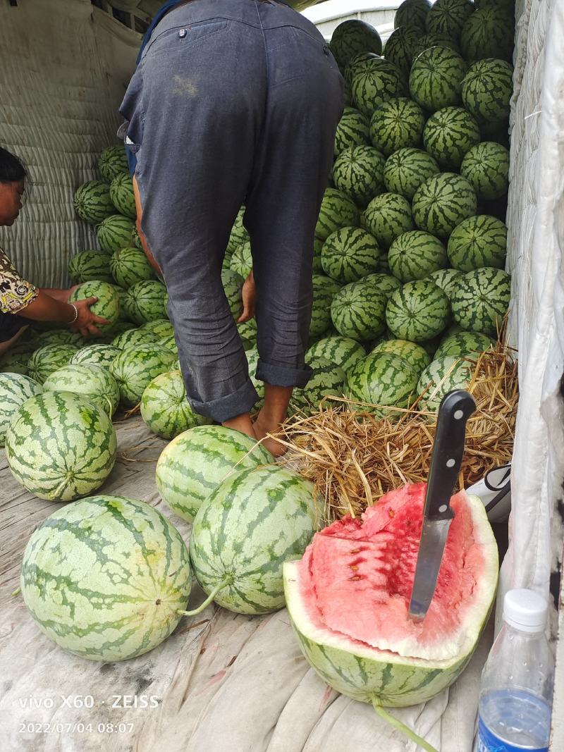 湖北自生苗金城五西瓜大量上市，欢迎各位大佬们前来选购