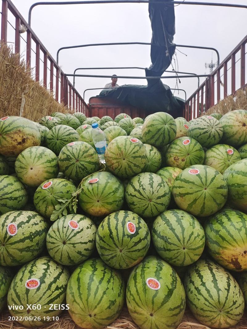 湖北自生苗金城五西瓜大量上市，欢迎各位大佬们前来选购
