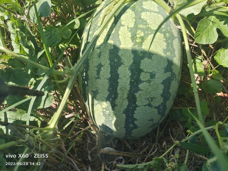 湖北自生苗金城五西瓜大量上市，欢迎各位大佬们前来选购