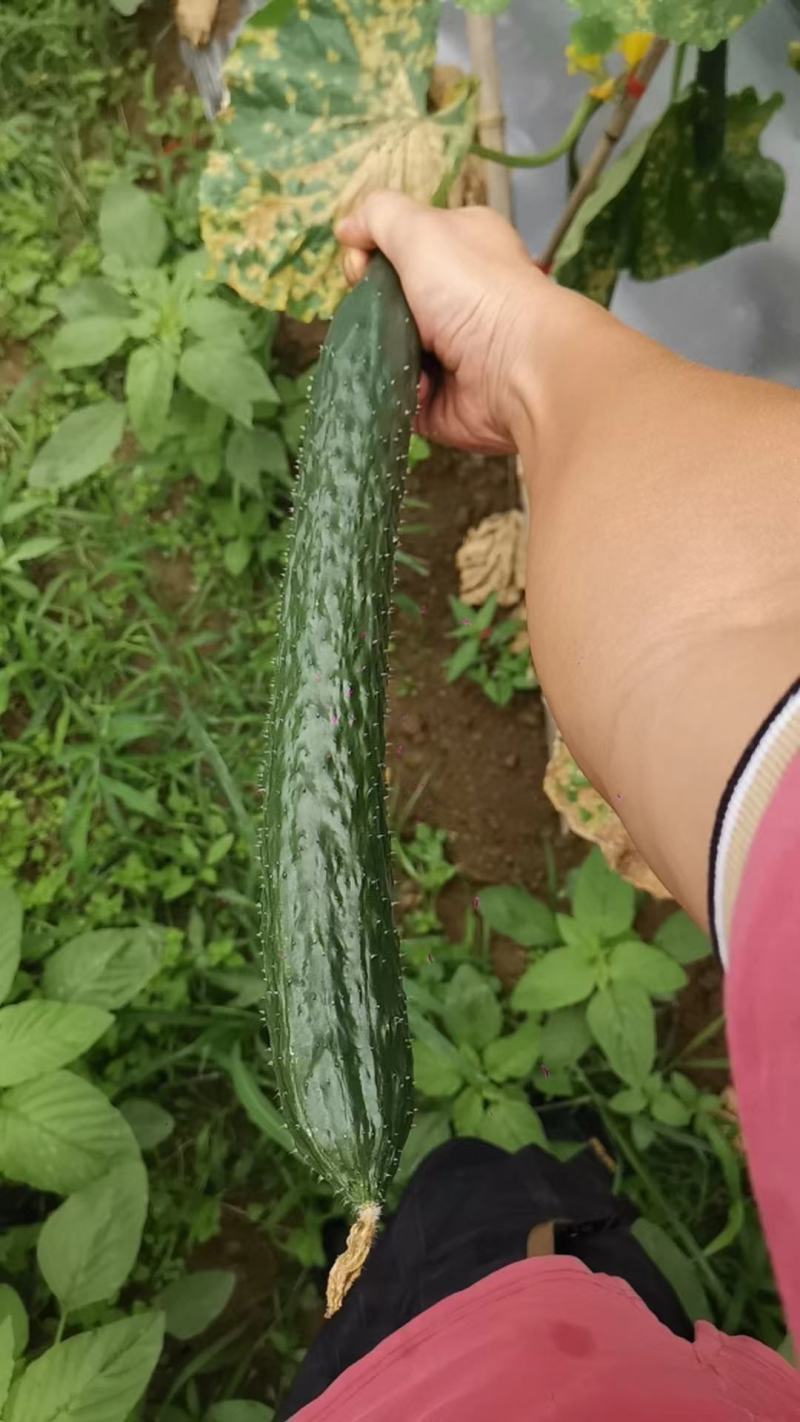 贵州黄瓜，青瓜