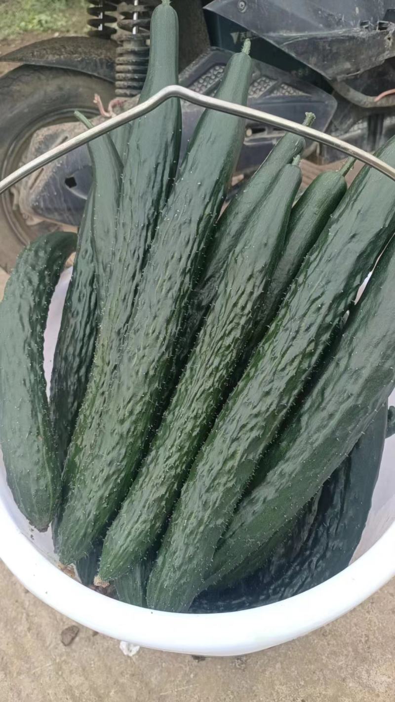 贵州黄瓜，青瓜