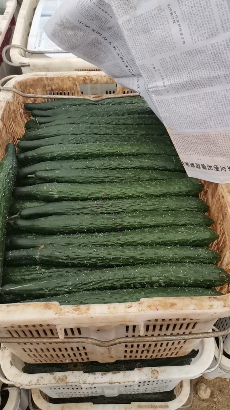 贵州黄瓜，青瓜