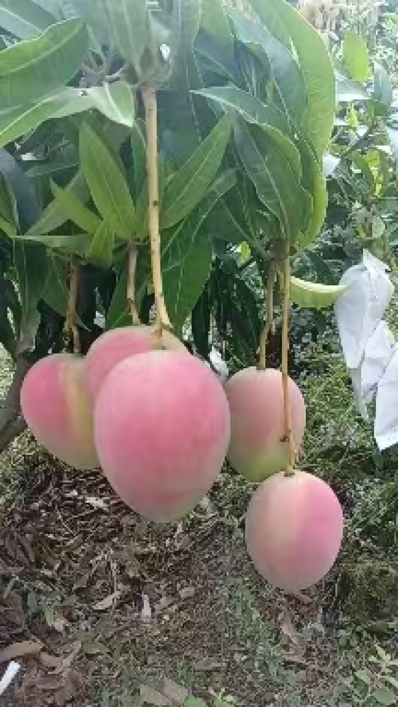 【热卖】云南丽江白袋热农品质保证量大优惠欢迎视频看货选购