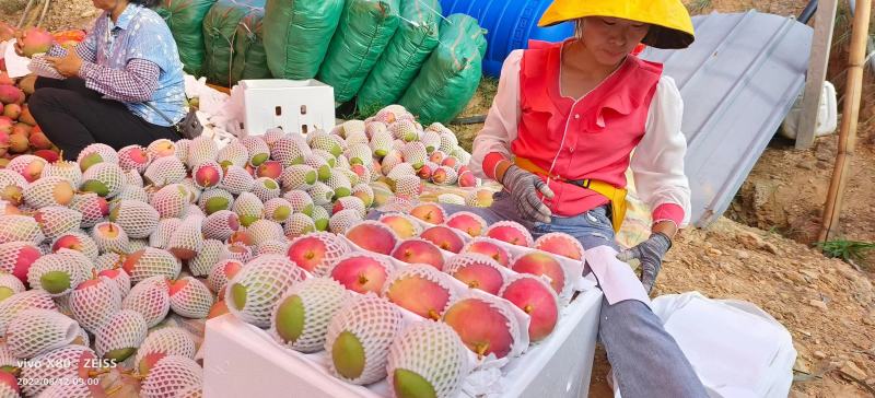 【热卖】云南丽江白袋热农品质保证量大优惠欢迎视频看货选购