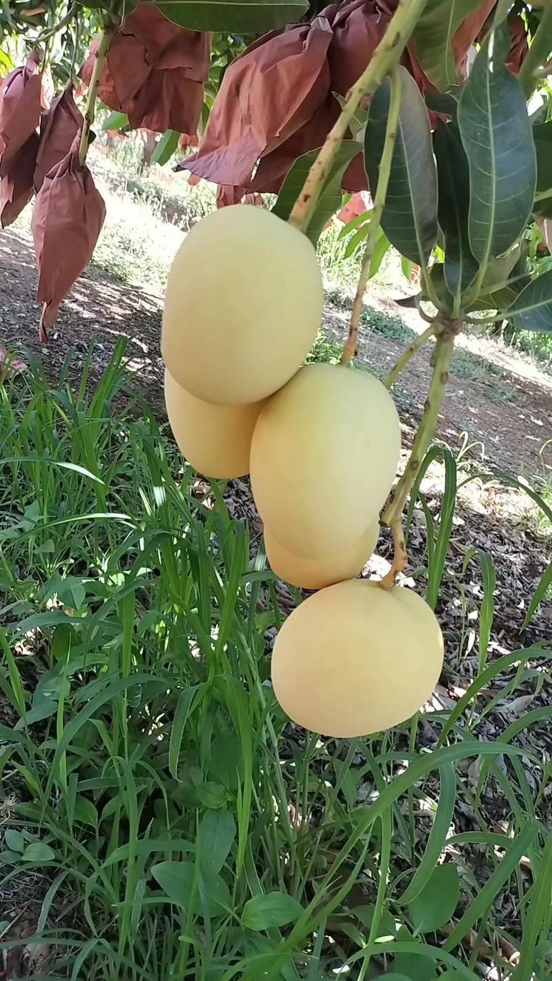 黄代热龙芒果