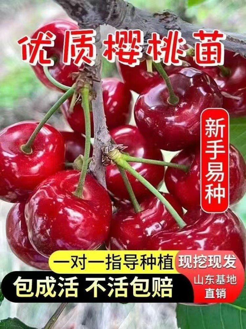 大樱桃树苗嫁接苗车厘子树批发南北方四季可种植车厘子树苗