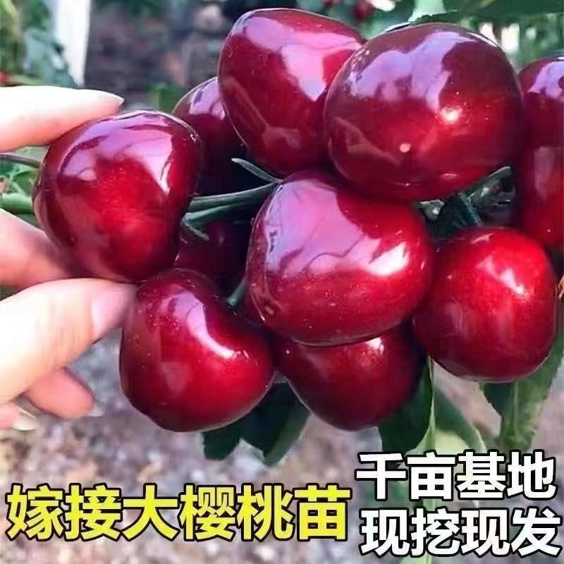 大樱桃树苗嫁接苗车厘子树批发南北方四季可种植车厘子树苗